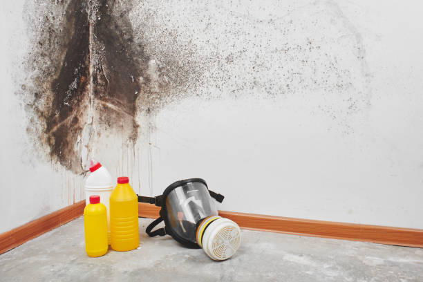Best Bathroom Mold Remediation in Grottoes, VA