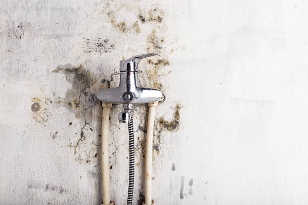  Grottoes, VA Mold Removal Pros