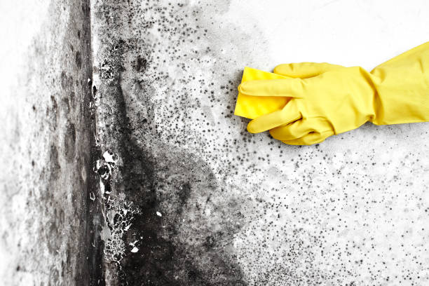 Best Mold Remediation for Specific Building Types in Grottoes, VA