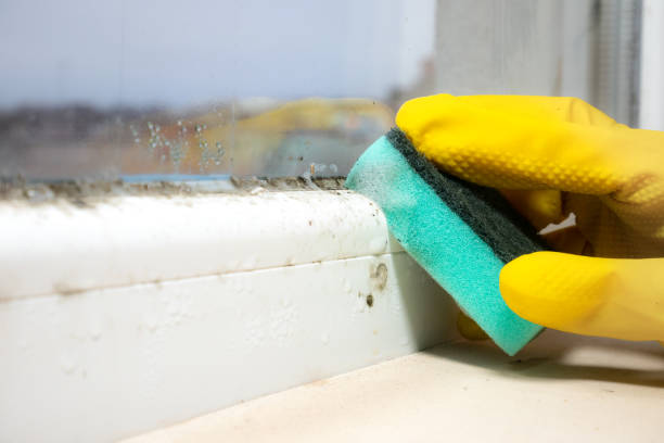 Best Emergency Mold Remediation in Grottoes, VA