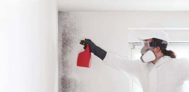 Best Residential Mold Remediation in Grottoes, VA