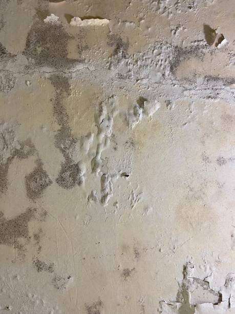 Best Localized Mold Remediation (e.g., coastal areas, humid climates) in Grottoes, VA