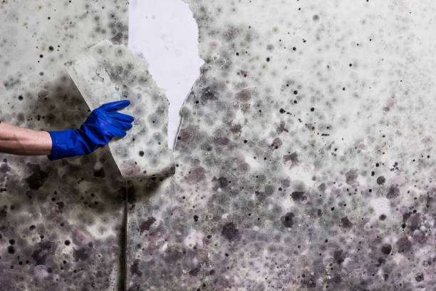 Best Mold Testing and Inspection Services in Grottoes, VA