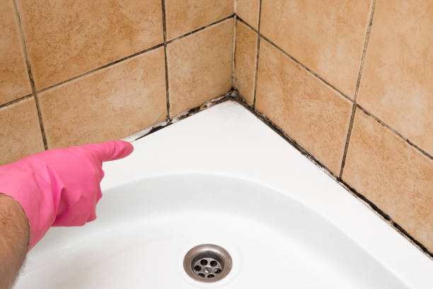Best Residential Mold Remediation in Grottoes, VA